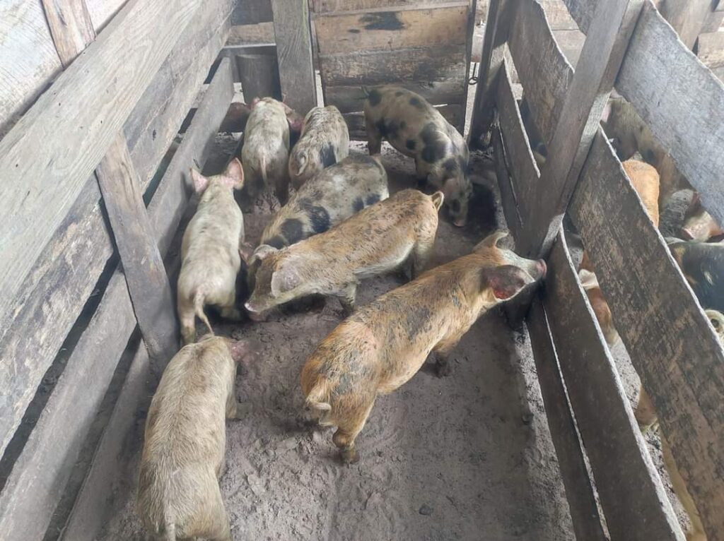 imagen de cerdos, buenas ventas en local la pedrera 