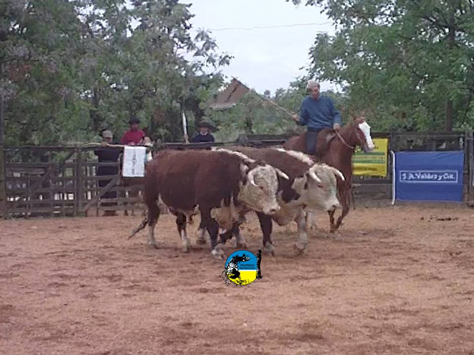 imagen de toros hereford en la pista de la rural de tacuarembó, genética que sigue haciendo historia 