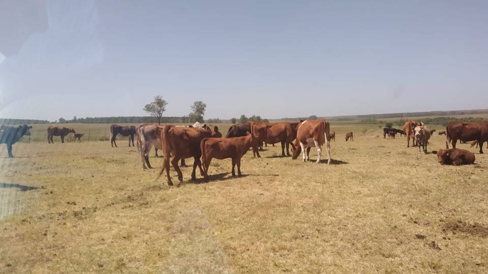 imagen de ganado en la sequía, emergencia agropecuaria en 16 millones de hectáreas 