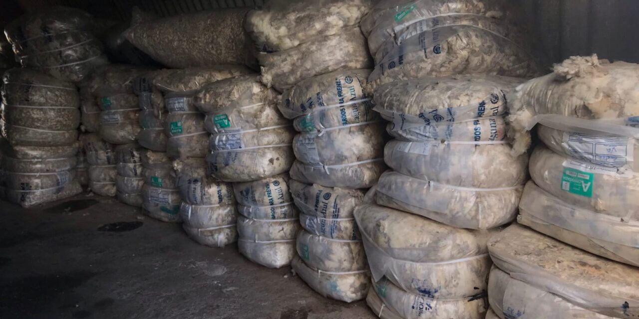 Venta de 12.000 kg. de Lana Corriedale
