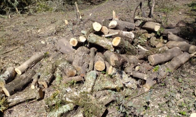 Detenidos por Tala de monte nativo