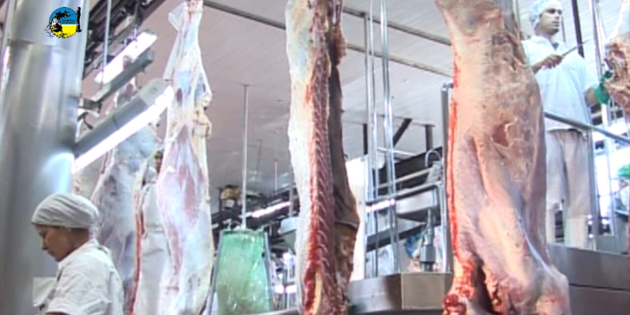 Faena Bovina fue de 47.006 cabezas