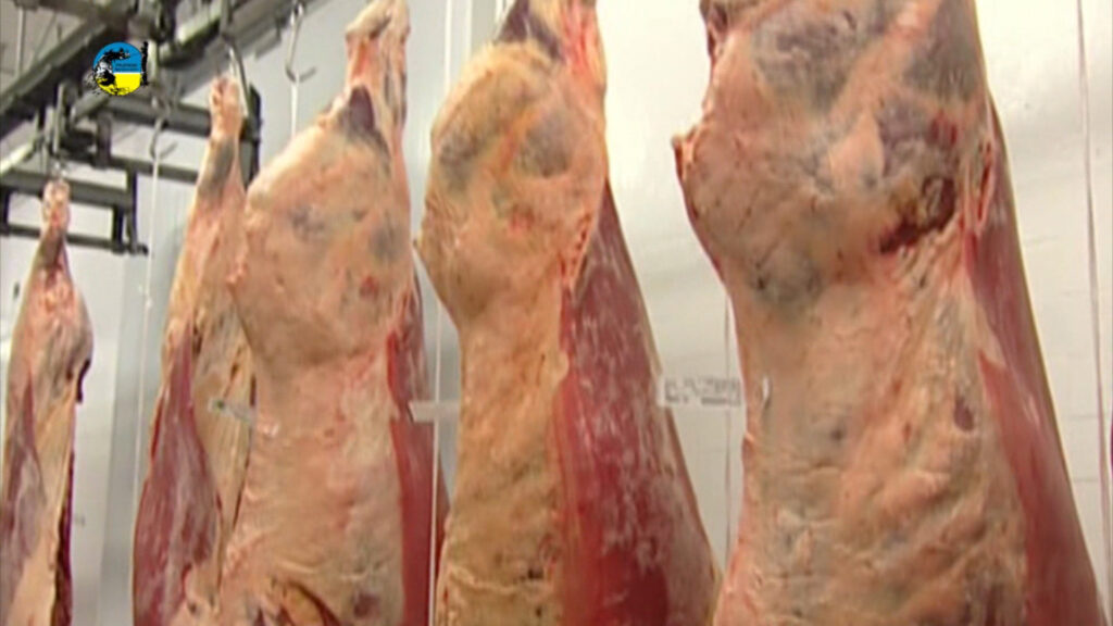imagen de faena semanal bovina fue 3% inferior