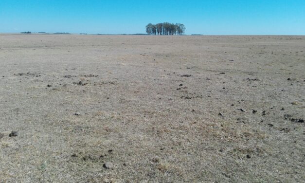 Emergencia Agropecuaria: Conozca los beneficios
