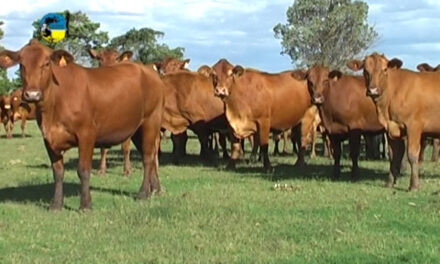 Paraguay: stock bovino caerá 1.5%