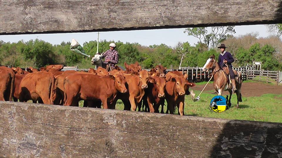 imagen de ganado, plaza rural comercializó 4.795 vacunos 