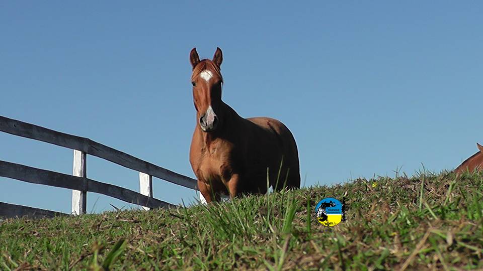 IMAGEN DE CABALLO. VALOR DEL YEGUARIZO EN OCTUBRE FUE DE $47.94