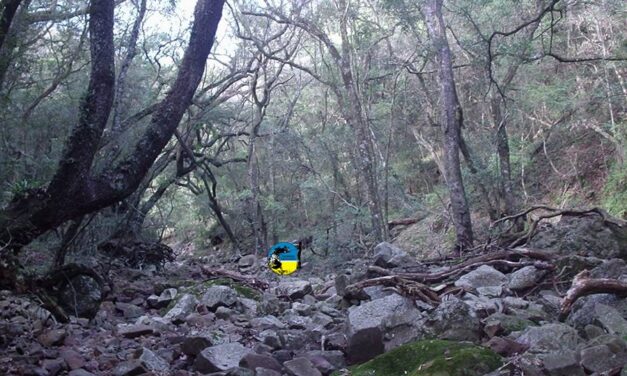 Preservación del Bosque Nativo
