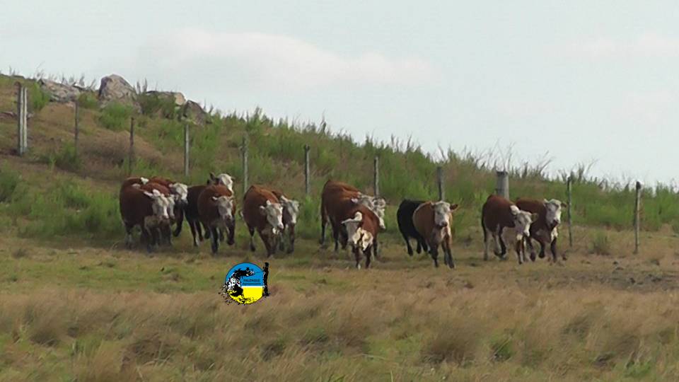 imagen de ganado en el campo, novillo mercosur: sólo argentina siguió la baja 