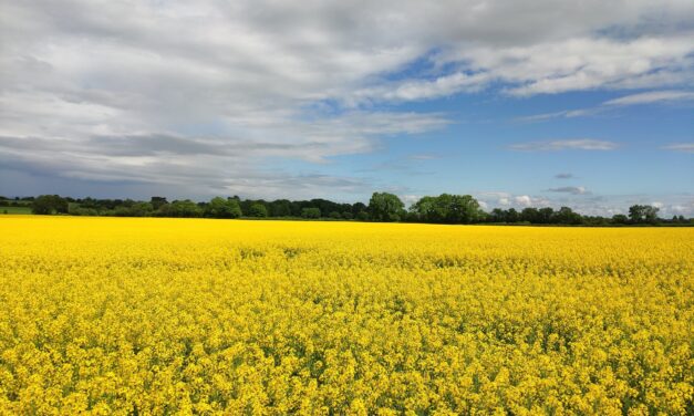 Uruguay alcanza cosecha récord de canola