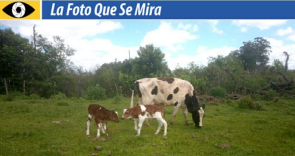 LA FOTO QUE SE MIRA, VACA CON MELLIZOS