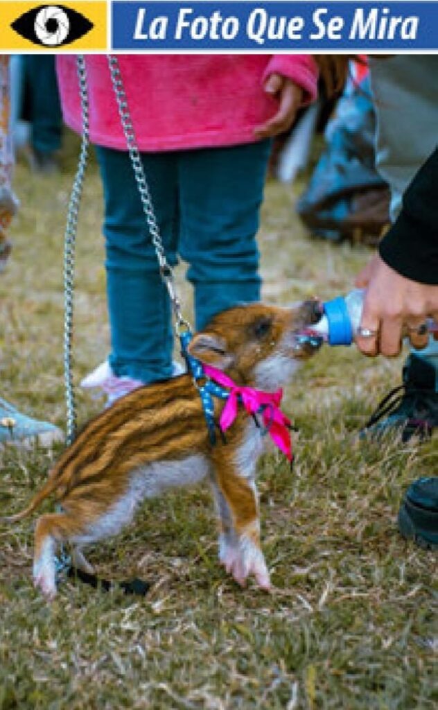 la foto que se mira: josefina, una pequeña jabalí tomando mema 