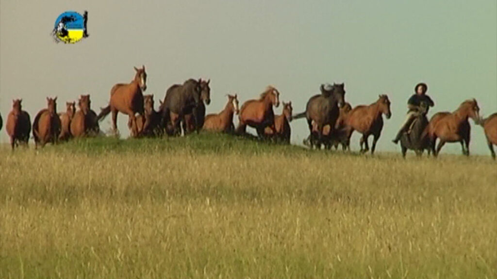 IMAGEN DE CABALLOS CORRIENDO EN EL CAMPO, PRECIO DEL YEGUARIZO BAJÓ 5.8%