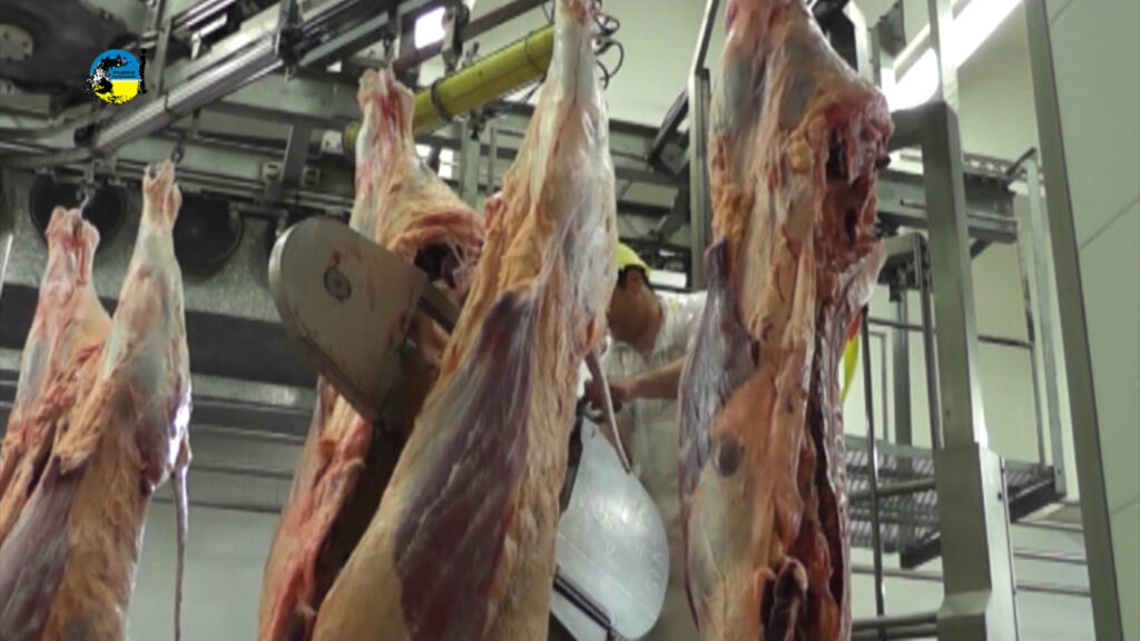 IMAGEN DE FAENA BOVINA FUE DE 45.632 CABEZAS