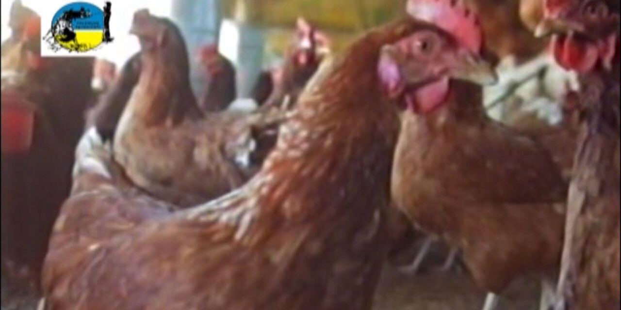 Influenza aviar en Venezuela y Colombia
