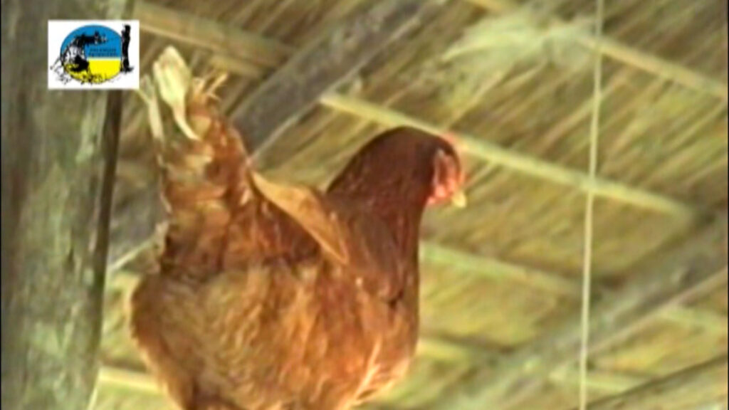 imagen de gallina, Detectan nuevos brotes de influenza aviar en Venezuela y Colombia.