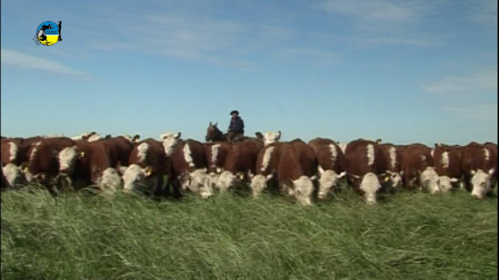 imagen de ganado en el campo, novillo mercosur: fuertes bajas