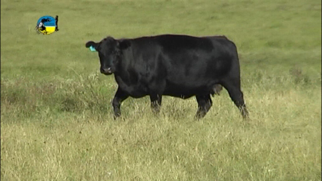 imagen de vaca gorda angus en el campo, mercado ganadero esta en "impasse"
