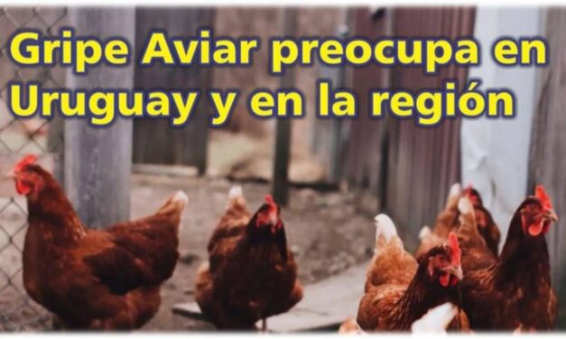 Palenque Rural: gripe aviar