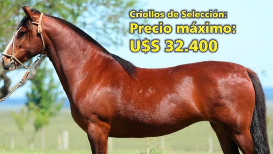 Palenque Rural: Criollos de Selección