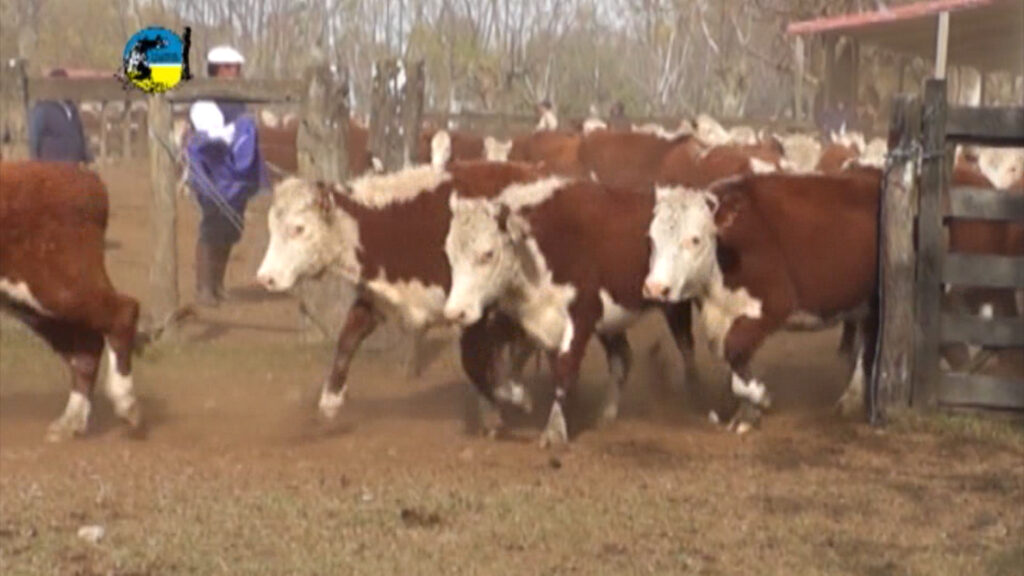 imagen de ganado saliendo de la portera, novillo mercosur: con pequeños cambios