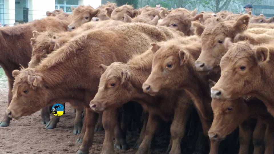 IMAGEN DE TERNEROS, NOVILLO: HACIENDA URUGUAYA PERDIÓ LO GANADO 