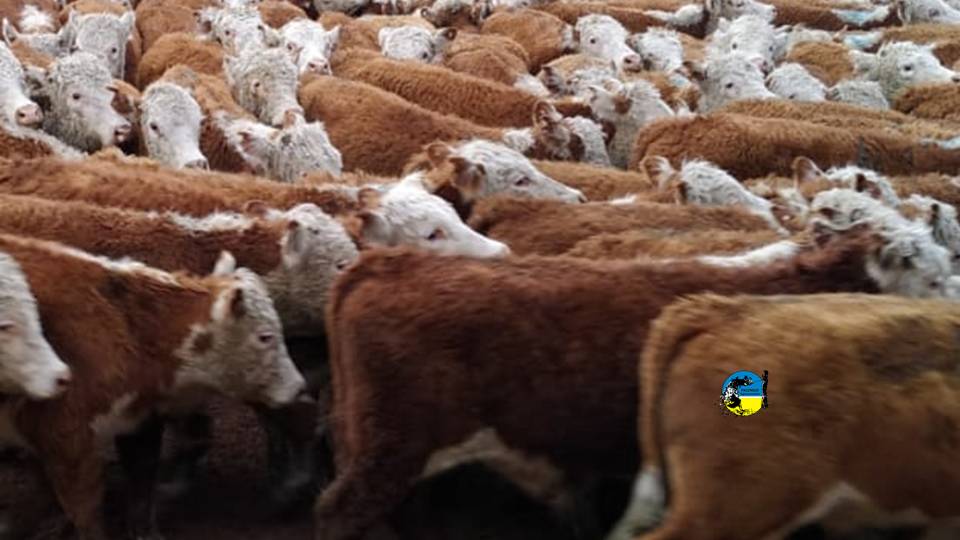 novillo mercosur: precios siguen alineados