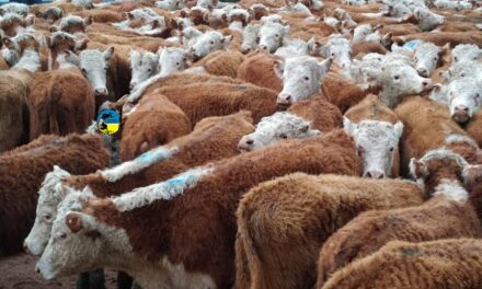 Novillo Mercosur: precios siguen alineados