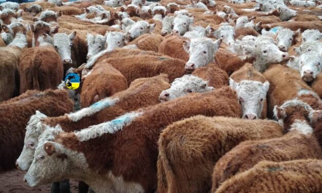 Novillo Mercosur: precios siguen alineados