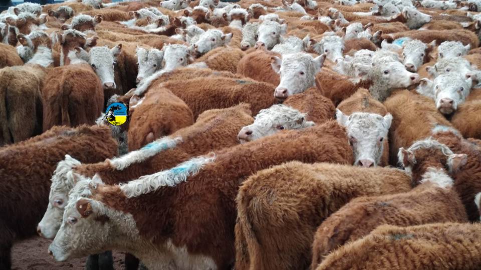 Novillo Mercosur: precios siguen alineados