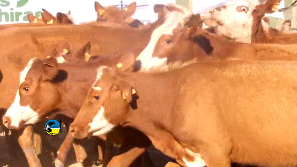 imagen de ganados en la pista del remate en caraguatá: más de 600 vacunos 