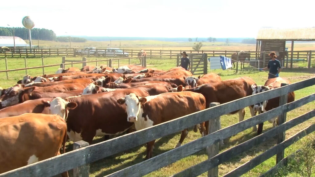 IMAGEN DE GANADO EN EL CORRAL, NOVILLO MERCOSUR: CAMBIOS LEVES EN LAS PLAZAS