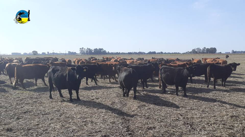 Argentina: sequía y caída de ingresos