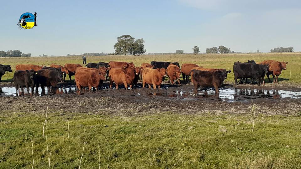 imagen de ganado, argentina: sequía y caída de ingresos 