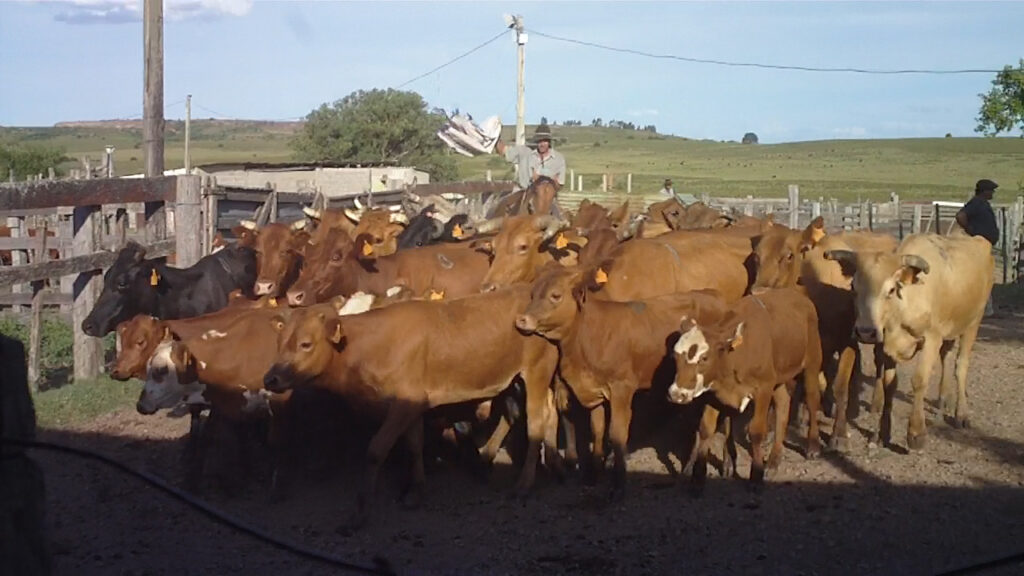 imagen de ganado de cría en la pista de la sebiana: ágil y precios del momento 