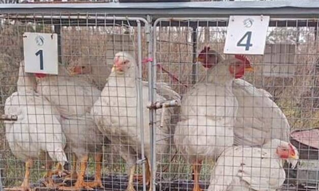 Uruguay suspende importación de pollo de Brasil