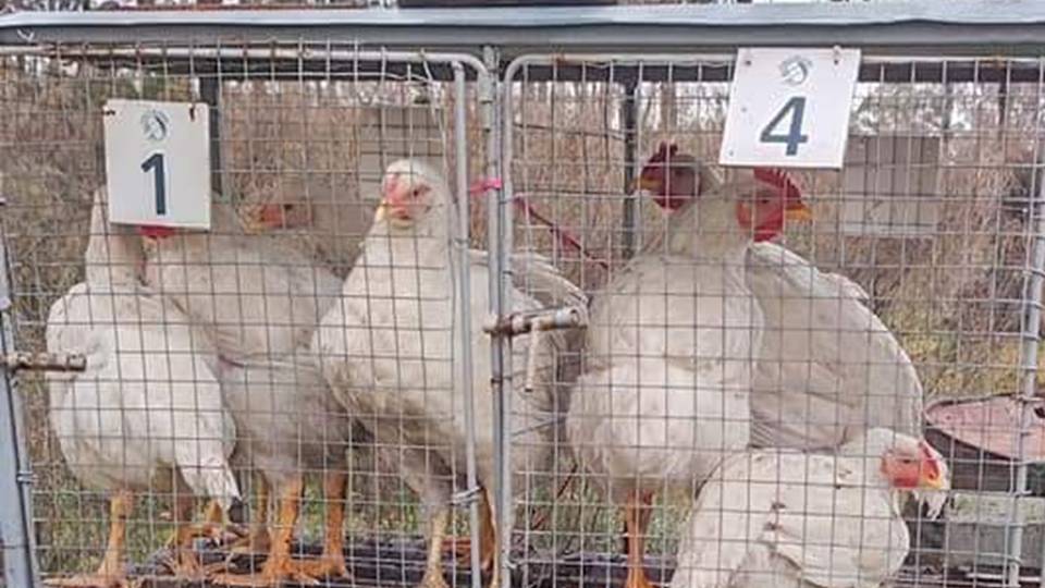 Uruguay suspende importación de pollo de Brasil