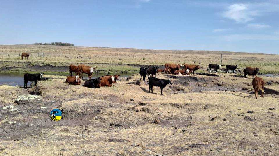 MGAP extiende emergencia agropecuaria por 90 días