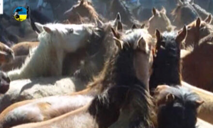 El precio del caballo fue de $41.84 en enero 2023