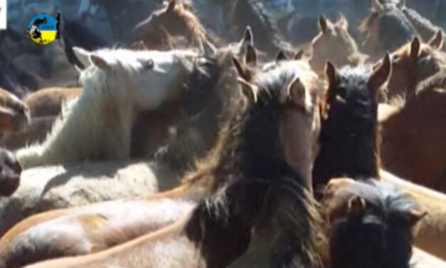 El precio del caballo fue de $41.84 en enero 2023