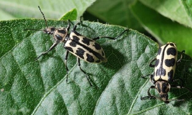 Escarabajo «Siete de oro»