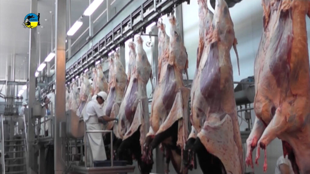 imagen de faena, tonelada de carne bovina a U$S 4.345 