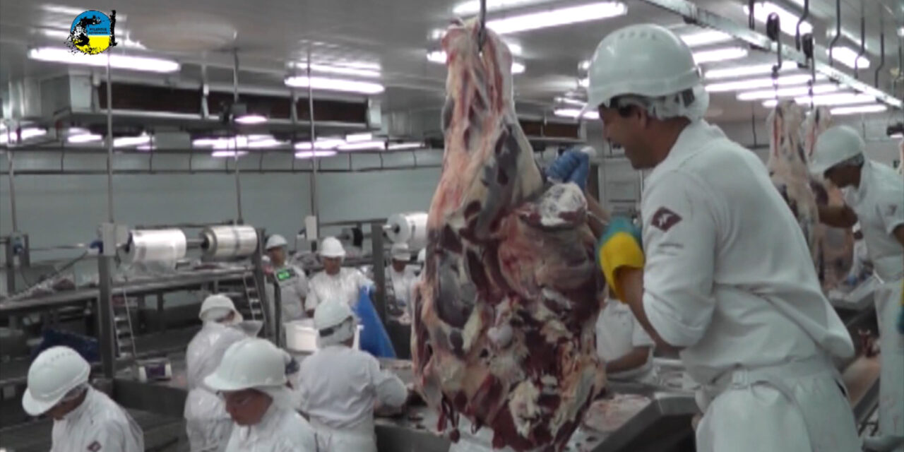 Faena Bovina fue de 51.797 cabezas