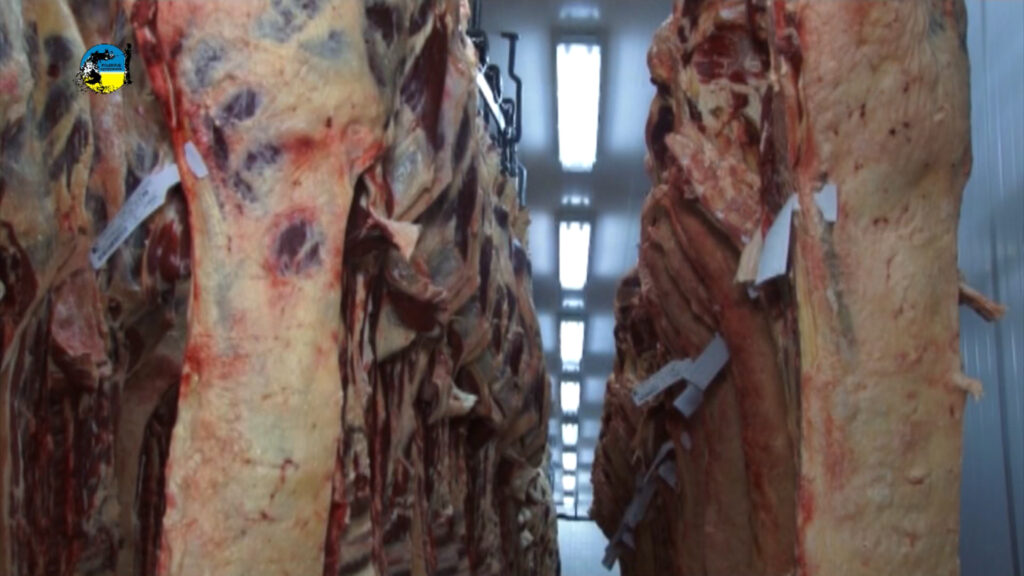 IMAGEN DE CARNE BOVINA, FAENA DE VACUNOS FUE DE 52.432 CABEZAS 