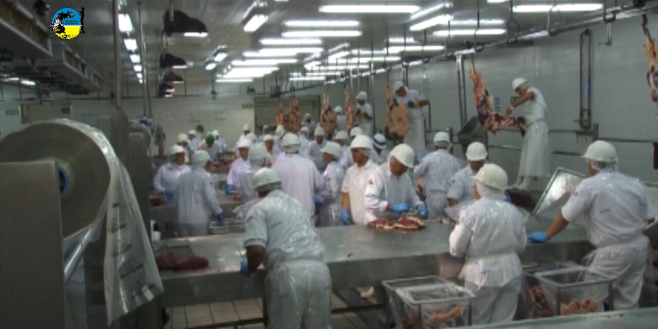 Faena de vacunos fue de 52.432 cabezas