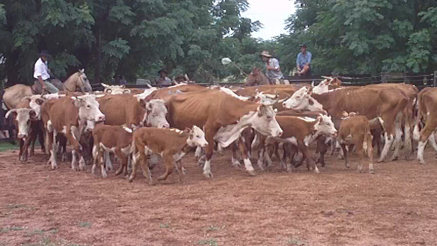 IMAGEN DE GANADO DE CRÍA EN LA PISTA DE LA RURAL DE TACUAREMBÓ: VALORES SOSTENIDOS