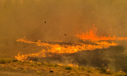 Incendio forestal fuera de control en Río Negro