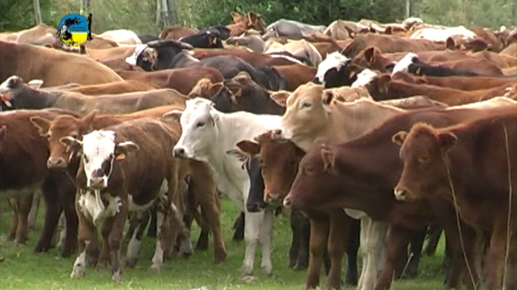IMAGEN DE GANADO EN EL CAMPO, BRASIL PODRÍA TENER CASO POSITIVO DE EEB