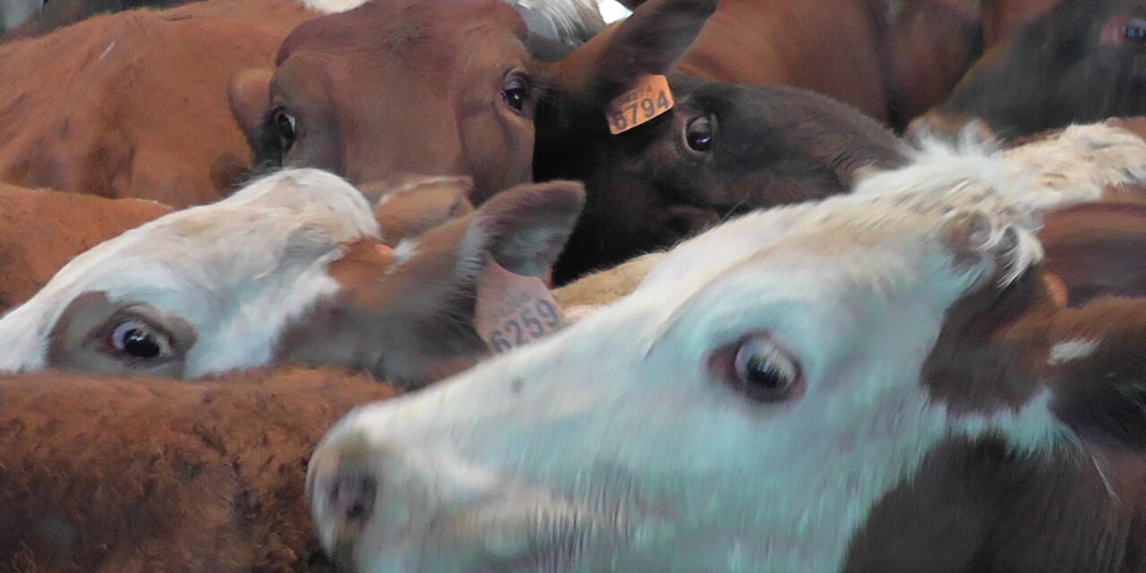 Vaca Loca: Brasil suspende exportaciones a China