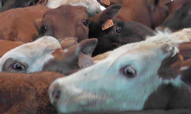 Vaca Loca: Brasil suspende exportaciones a China